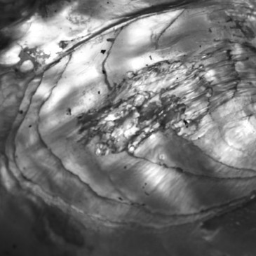 Tasseomancy - Ulalume Tasseomancy - Ulalume