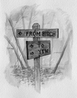 birch1_gray illustration by Mark Hall-Patch