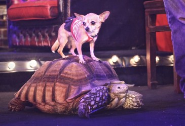 Tortoise - photo by Evil Patrick Shannon photo by Evil Patrick Shannon