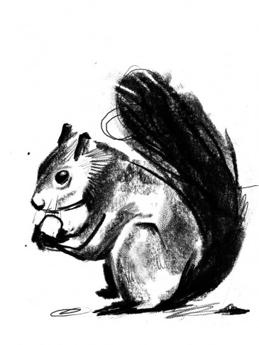 Douglas Squirrel || illustrated by Brandon Cotter