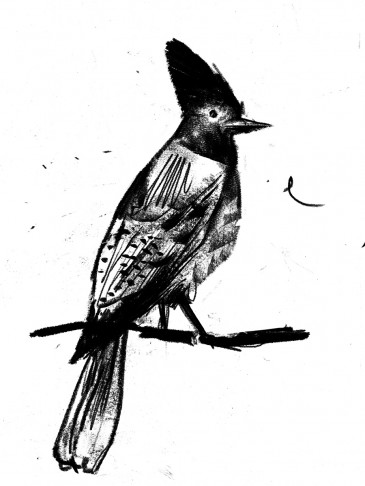 Stellar Jay || illustrated by Brandon Cotter