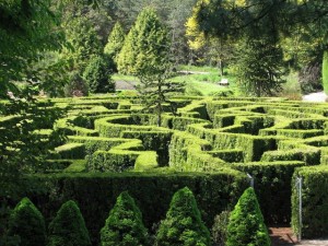 the maze