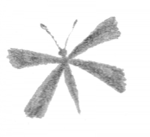 illustration of a small grey butterfly