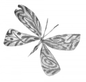 black and white illustration of a butterfly with abstract designs on its wings